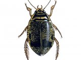 Water Beetle (Acilius sulcatus) IN002