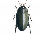 Water Beetle (Agabus bipustulatus) IN005