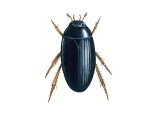 Water Beetle (Hydrobius fuscipes) IN003