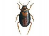 Water Beetle (Hygrobia herrmanni) IN001