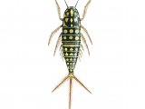 Water Beetle Larvae (Hygrobia herrmanni) IN002