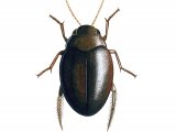 Water Beetle (Hyphydrus ovatus) IN010