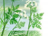 Water Dropworts -(Oenanthe aquatica) (O. fluviatilis)  (O. crocata) BT0116