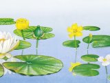 Water Lilies & Frogbit B001