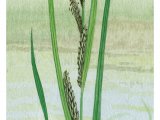 Water Sedge (Carex aquatilis) BT0286