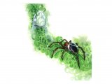Water Spider (Argyroneta aquatica) OS001