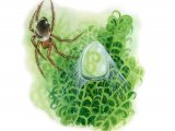 Water Spider (Argyroneta aquatica) OS003