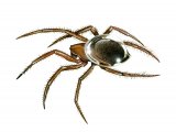 Water Spider (Argyroneta aquatica) OS004