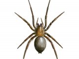 Water Spider (Argyroneta aquatica) OS005