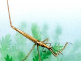 Water Stick-insect (Ranatra linearis) IN001