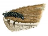 Waved Black Moth Caterpillar (Parascotica fuliginaria) IN001