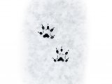 Weasel Footprints M001