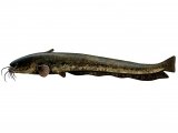F235 - Wels Catfish (Silurus glanis)
