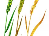 Wheat (Triticum spp.) BT0298