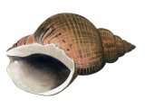 Common Whelk (Buccinum undatum) OS002