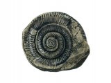 PF045 - Whitby Snakestone Fossil (Dactylioceras )