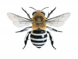 White-banded Digger Bee (Amegilla quadrifasciata) IN001