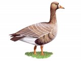 White-fronted Goose (Anser albitrons) BD0465