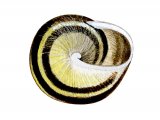 Snail (White-lipped) Ceoaea hortensis OS002