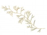 Whiteweed (Sertularia cupressina) OS001