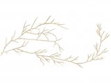 Whiteweed (Sertularia cupressina) OS002