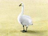 Whooper Swan (Cygnus cygnus) BD0479