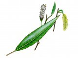 Willow leaf flowers & catkin (Salix Alba) BT081