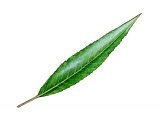 Willow leaf (Salix Alba) BT082