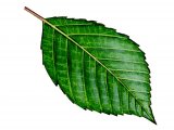 Willow leaf (Salix caprea) BT087