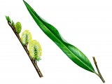 Willow leaf & flowers (Salix viminalis) BT083
