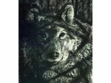Wolf (Canis lupus) M001