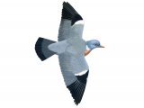 Wood Pigeon (Columba palumbus) BD0529