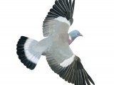 Wood Pigeon (Columba palumbus) BD0598