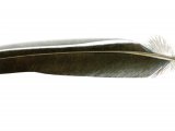 Wood Pigeon P9 feather (Columba palumbus) BD0603