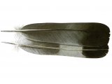 Wood Pigeon tail feathers (Columba palumbus) BD0602