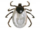Wood Tick (Ixodes ricinus) OS001