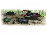 Woodland Beetles CG001