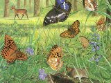 Woodland Summer Butterflies CG001