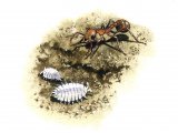 Woodlouse (Platyarthrus hoffmannseggi) (Ant Woodlouse) OS001