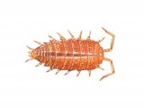 Woodlouse (Rosy) Andoniscus dentiger SO001
