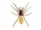 Woodlouse Spider (Dysdera crocata) OS002