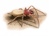 Woodlouse Spider (Dysdera crocata) OS003