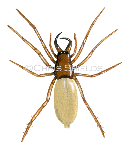 Woodlouse Spider (Dysdera crocata) SP004