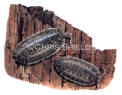 Woodlouse (smooth) Oniscus asellus TA0022