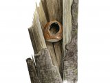 Woodpecker hazel nut feeding sign BD0168