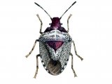Woundwort Shieldbug (Eysarcoris fabricii) IN001