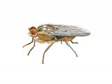 Yellow Dung Fly (Scathophaga stercoraria) IN002