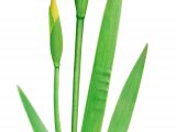 Yellow Flag (Iris pseudacorus) BT0301