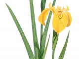 Yellow Flag (Iris pseudacorus) BT0302