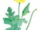 Yellow Horned Poppy (Glaucium flavum) BT0304